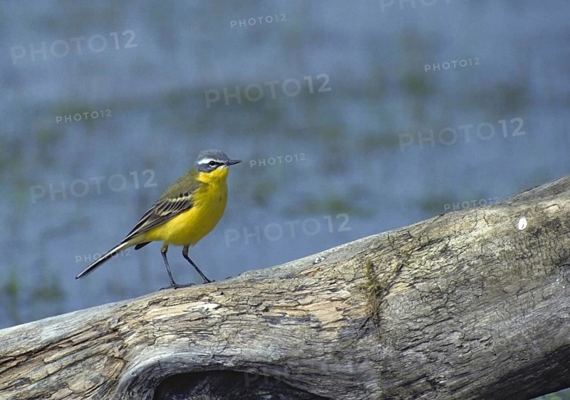 Motacilla flava, sheeptail, western yellow wagtail, yellow wagtail, birds, leo, male, passeri, songbirds, birds