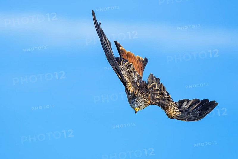 Red Kite, Milvus milvus, bird in flight