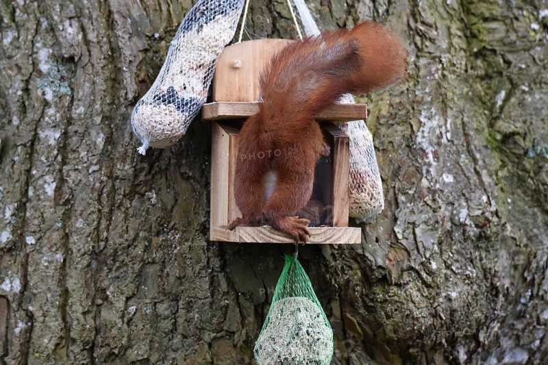 Squirrel, (Sciurus) eating nuts in the garden, Schleswig-Holstein, Germany
