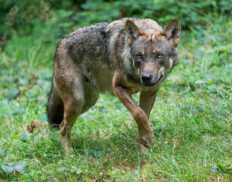 Wolf (Canis lupus) walks through its territory and looks attentively, Germany