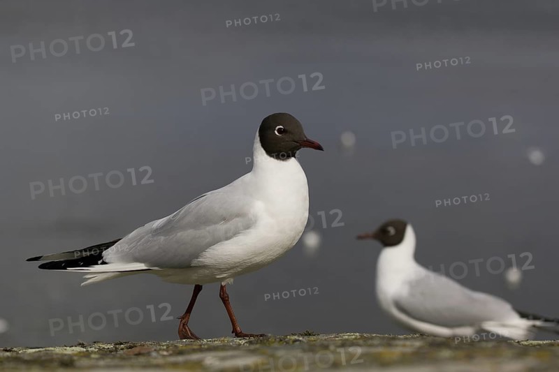 Black-headed Gull (Chroicocephalus ridibundus), Sweden
