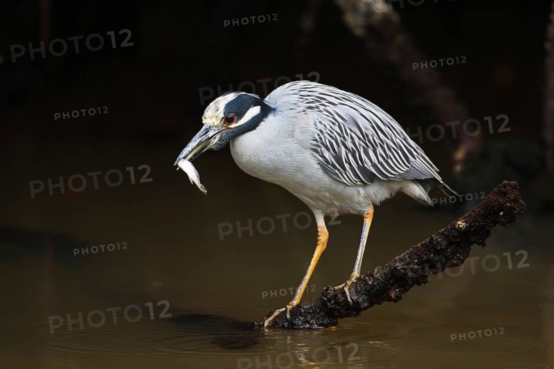 Yellow-crowned Night Heron (Nyctanassa violacea), Florida, USA