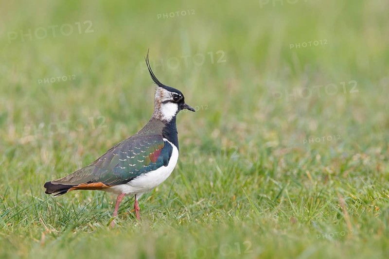 Northern Lapwing (Vanellus vanellus), Lake Neusiedl, Austria