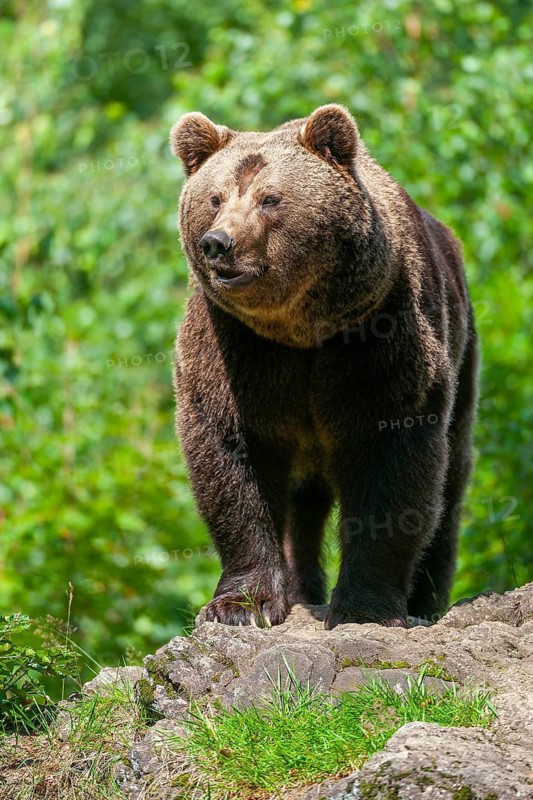 Brown bear (Ursus arctos) standing on a rock and looking attentively, captive, Bavarian Forest National Park, Bavaria, Germany