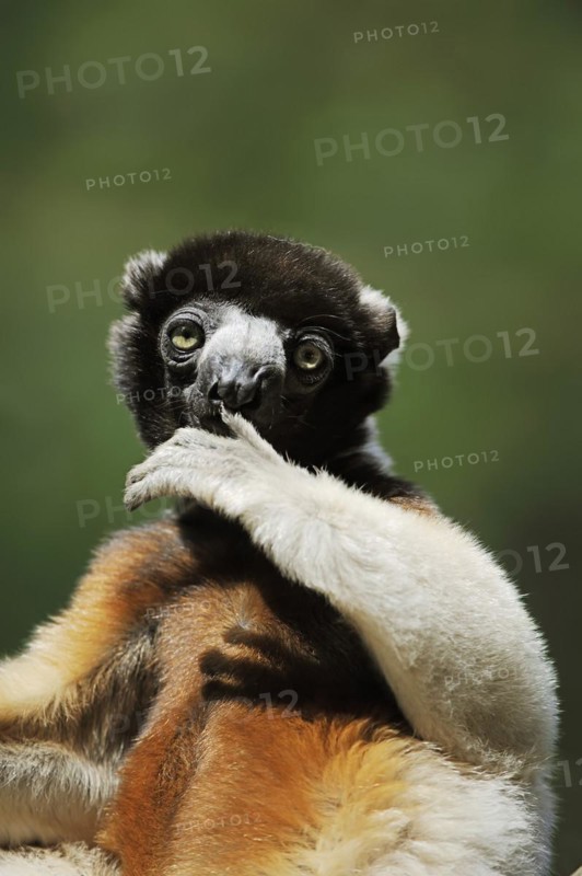 Crown sifaka (Propithecus coronatus, Propithecus verreauxi coronatus), captive, occurring in Madagascar