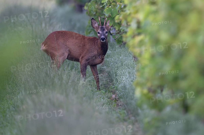 Roebuck in the vineyard in summer, Wittlich, Rhineland-Palatinate, Germany