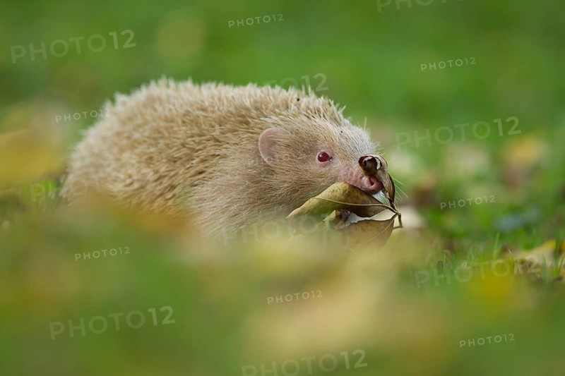European hedgehog (Erinaceus europaeus) white albino adult animal on a garden lawn in the autumn, England, United Kingdom