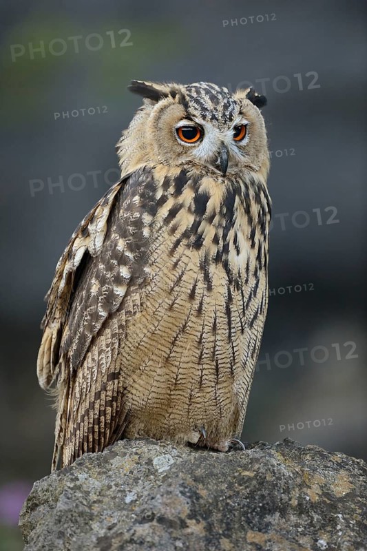 Eurasian Eagle-Owl (Bubo bubo) perched on a stone, North Rhine-Westphalia, Germany