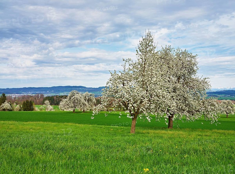 Flowering pear trees (Pyrus communis), Beinwil, Freiamt, Canton Aargau, Switzerland