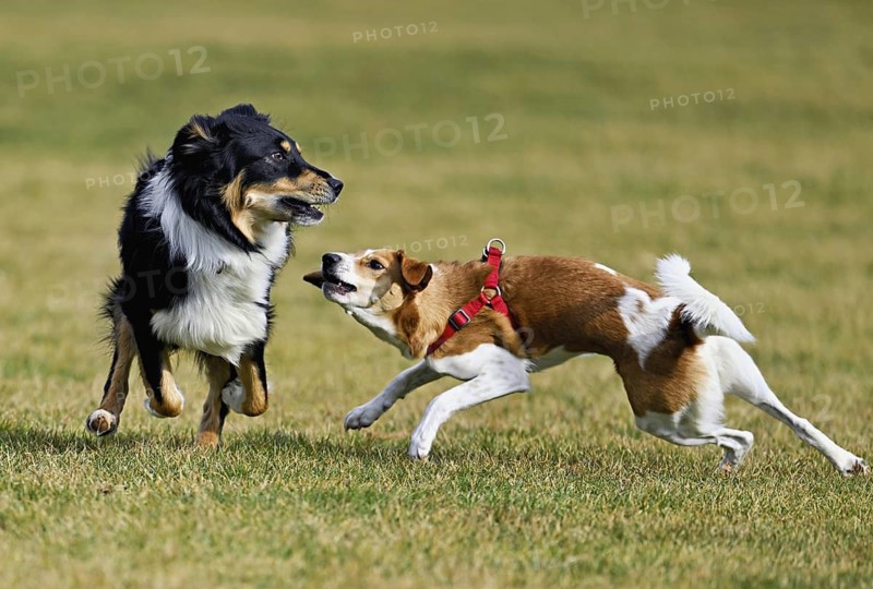 Mixed breed dog between Border Collie and Australian Shepherd plays with Beagle, Switzerland