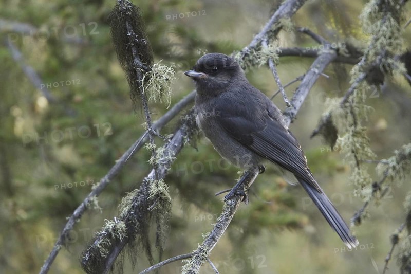 Grey Jay (Perisoreus canadensis), British Columbia, Canada