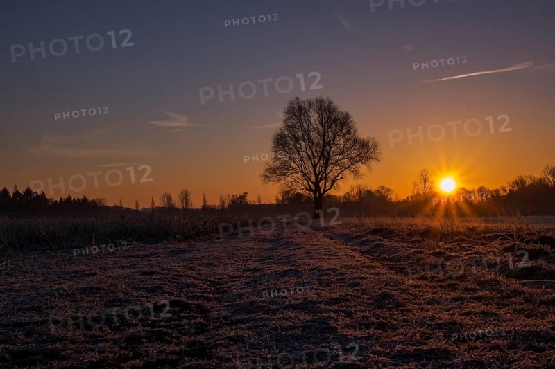 Single tree in a field at sunrise with frosty ground, Ahaus, Münsterland, North Rhine-Westphalia, Germany