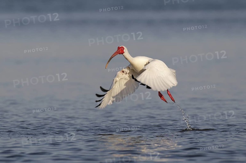American White Ibis (Eudocimus albus), Florida, USA