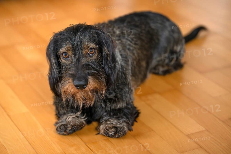 Rough-haired dachshund, male, lying on parquet floor, Stuttgart, Baden-Württemberg, Germany