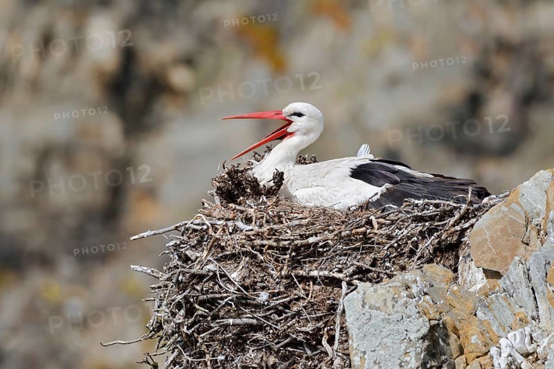 White stork (Ciconia ciconia) sitting brooding on a nest on the rocky coast, Parque Natural do Sudoeste Alentejano e Costa Vicentina, Alentejo, Portugal