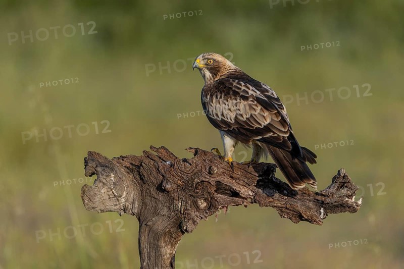 Booted Eagle (Aquila pennata), Extremadura, Spain