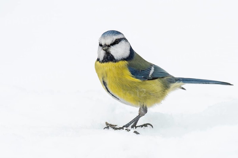 Blue tit (Cyanistes caeruleus) in the snow, Vechta, Lower Saxony, Germany