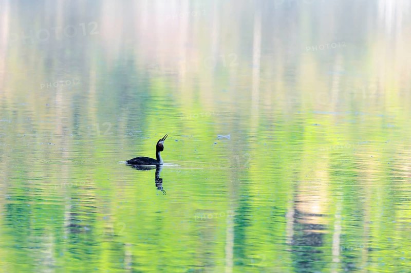 A great crested grebe (Podiceps cristatus)swims on a lake with intense green reflections from the forest around it