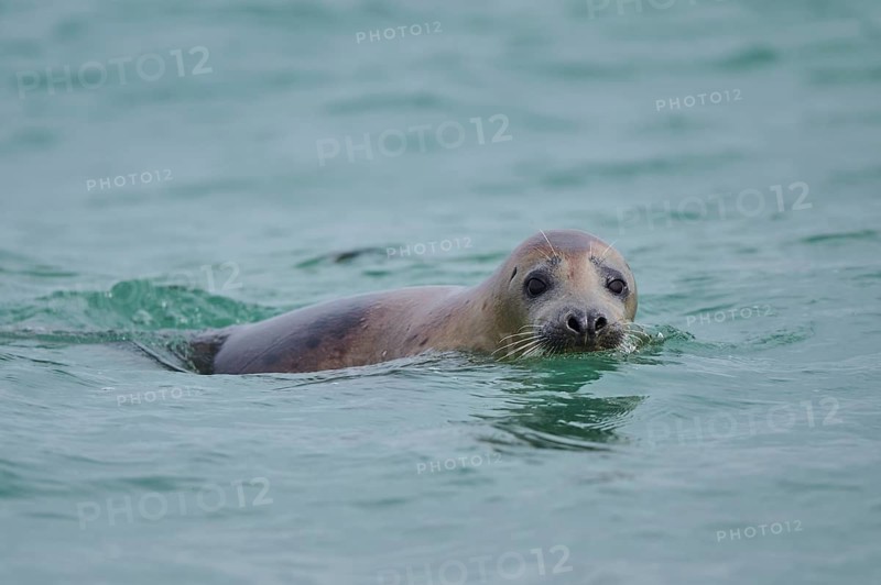 Grey seal (Halichoerus grypus) looking out of the water while swimming in the sea, Düne, Helgoland, Schleswig-Holstein, Germany