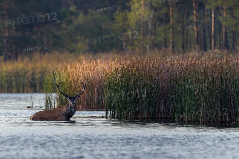 Before the red deer (Cervus elaphus) disappears into the reeds, it pauses for a brief moment and looks in my direction, rutting season, pond landscape, September, Germany