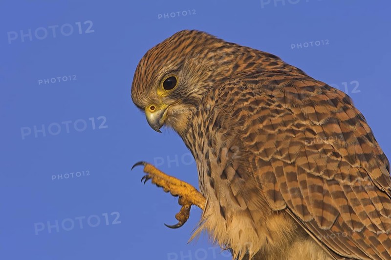 Common Kestrel (Falco tinnunculus) female, Rhineland-Palatinate, Germany