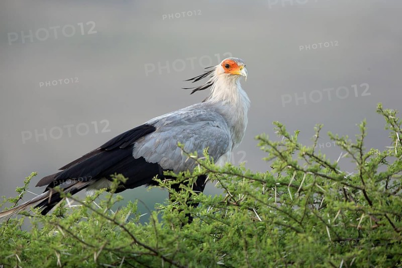 Secretarybird (Sagittarius serpentarius), Kwazulu-Natal, South Africa