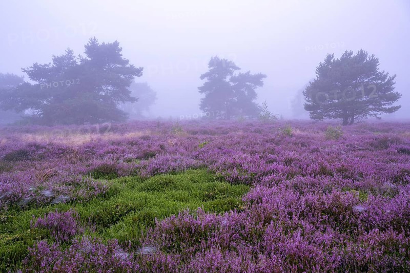 Flowering heather (Calluna vulgaris) with pine trees on a foggy morning in the Ahlhorner Heide, Ahlhorn, Lower Saxony, Germany