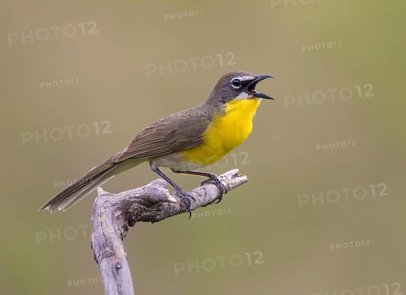 Yellow-breasted Chat, Icteria virens, perched at Bever Creek, Saskatchewan