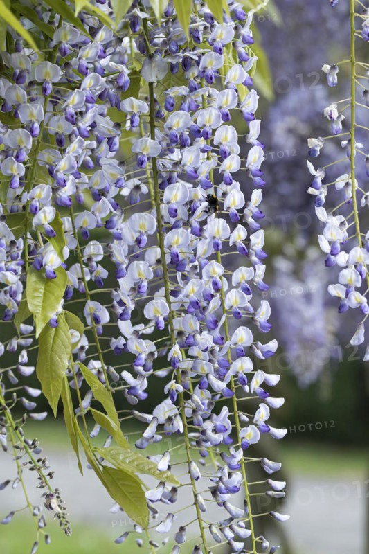 Japanese blue rain (Wisteria floribunda 'Multijuga'), Anchers Havecenter, Pillnitz, Saxony, Germany