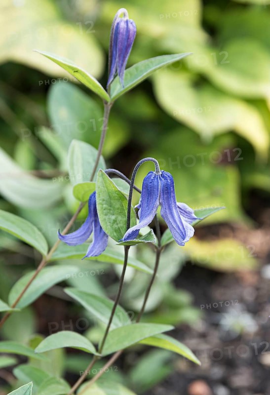 Clematis integrifolia,  Netherlands