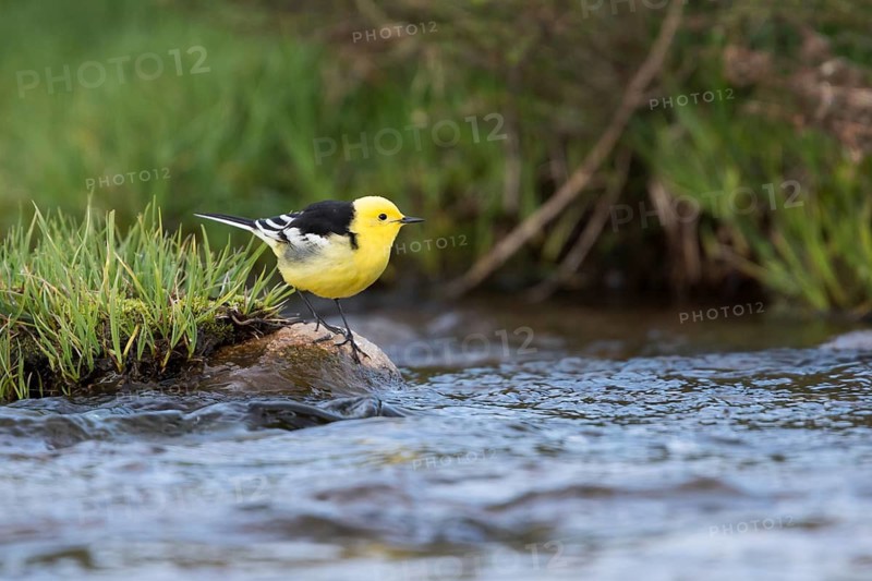 Citrine Wagtail - Zitronenstelze - Motacilla citreola ssp. calcarata, Kyrgyzstan, adult male