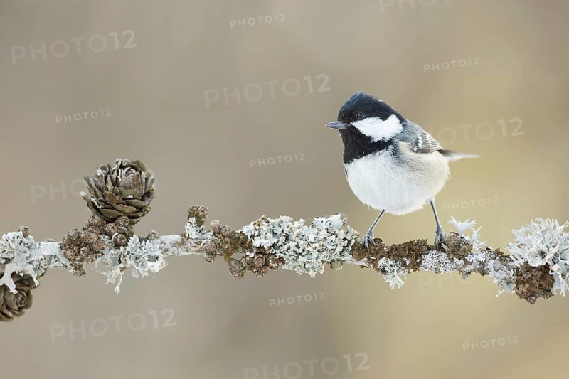 Coal Tit (Periparus ater) perched on a lichen branch, Grisons, Switzerland