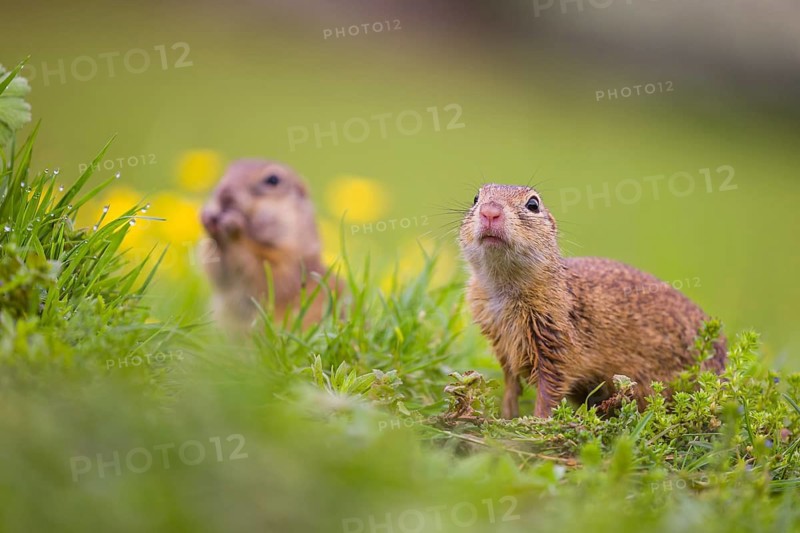Two adult European ground squirrel (Spermophilus citellus) or European souslik stand tall in green gras next to a flowering Ranunculus