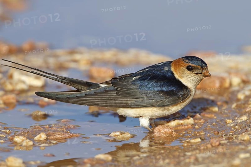 Red-rumped Swallow (Cecropis daurica), Gaziantep, Turkey