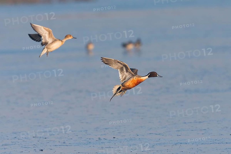 Pintails (Anas acuta), male and female ducks in landing flight, over lake, island of Texel, Holland