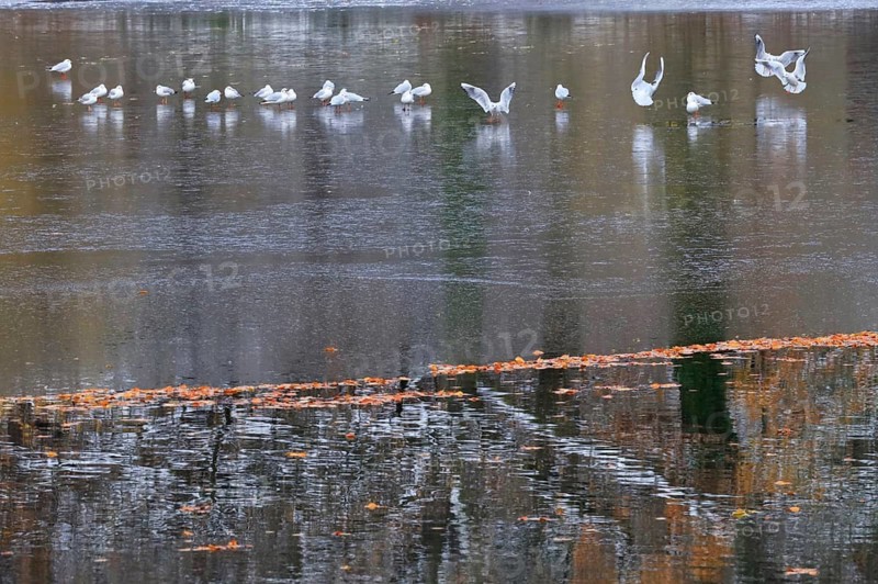 Wintertime at a lake, autumn leaves, Germany