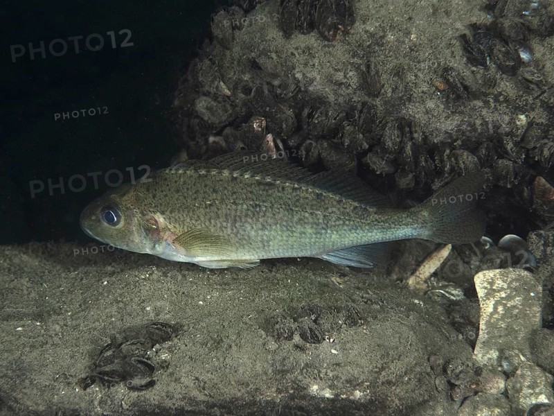Ruffe (Gymnocephalus cernua) rests on sandy bottom, surrounded by mussels in dark surroundings