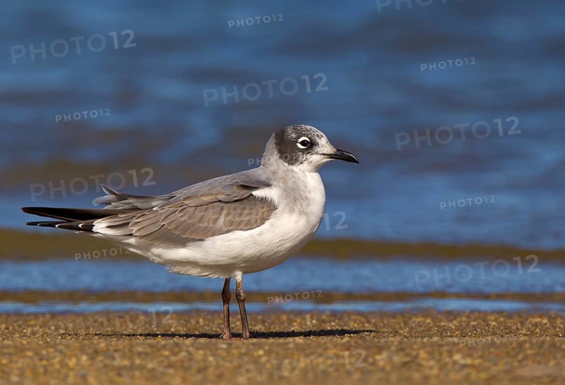 Franklin's Gull (Leucophaeus pipixcan) 1st winter, Ohio, USA