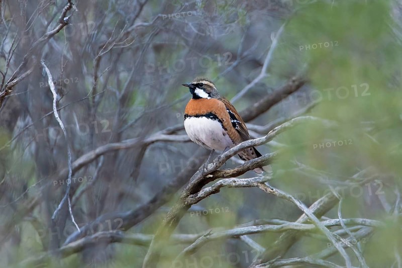 Chestnut-breasted Quail-thrush (Cinclosoma castaneothorax) male, New South Wales, Australia