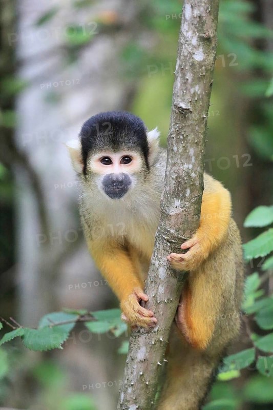 A small monkey is climbing a tree, surrounded by green leaves, in the dense forest, A squirrel monkey sits on a branch, surrounded by green leaves, squirrel monkey or black-capped squirrel monkey (Saimiri boliviensis), juvenile, in captivity, Apenheul, Netherlands