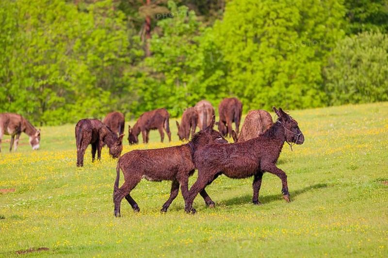 Two mixed breed donkey stallions fight