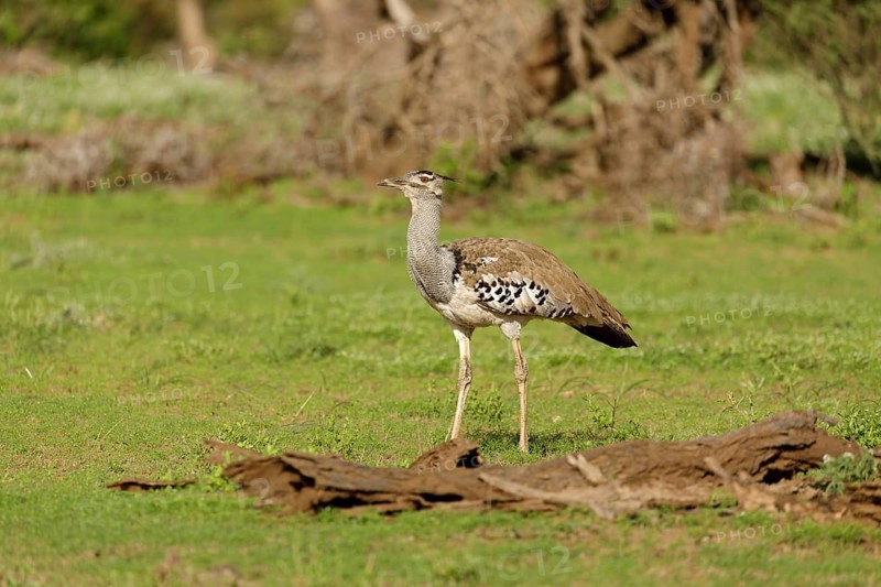 Koritrap in het veld, Kori Bustard in the field