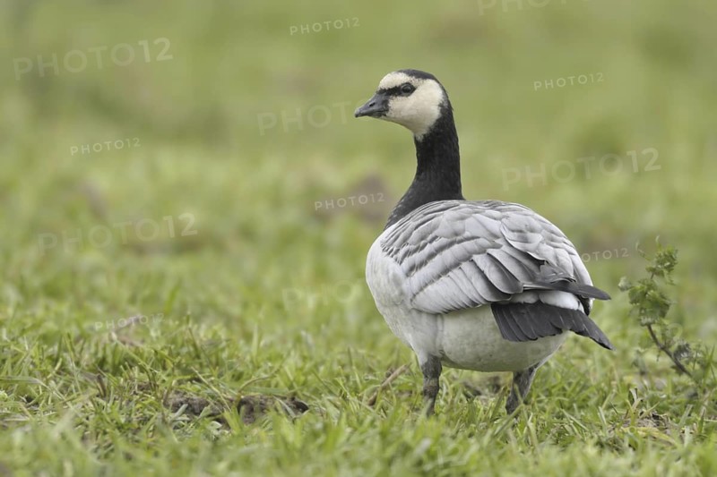 Barnacle Goose (Branta leucopsis), Utrecht, Netherlands