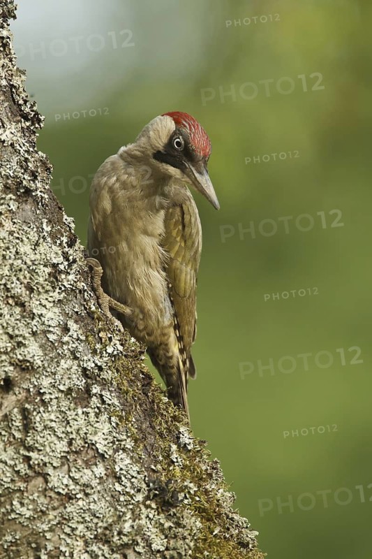 European Green Woodpecker (Picus viridis) female, Rhineland-Palatinate, Germany