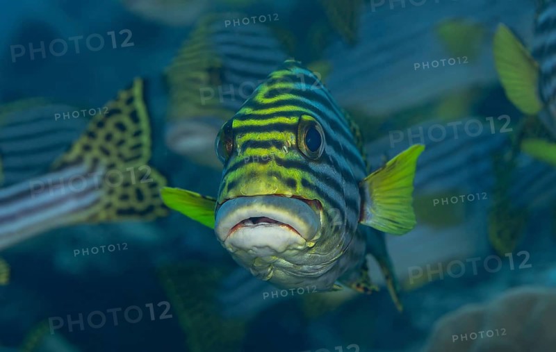 The striking oriental sweetlips swim gracefully through the vibrant coral reefs in the Maldives, displaying a distinctive striped pattern and vivid coloration