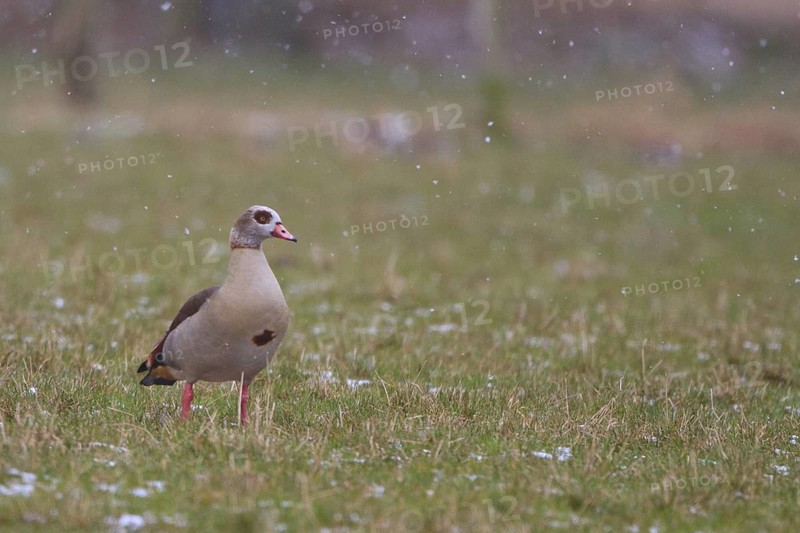 Egyptian Goose (Alopochen aegyptiaca), North Rhine-Westphalia, Germany