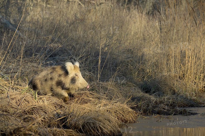 Wild boar (Sus scrofa), crossbreed, domestic pig (Sus scrofa domesticus), riparian forest, ice, Lower Austria