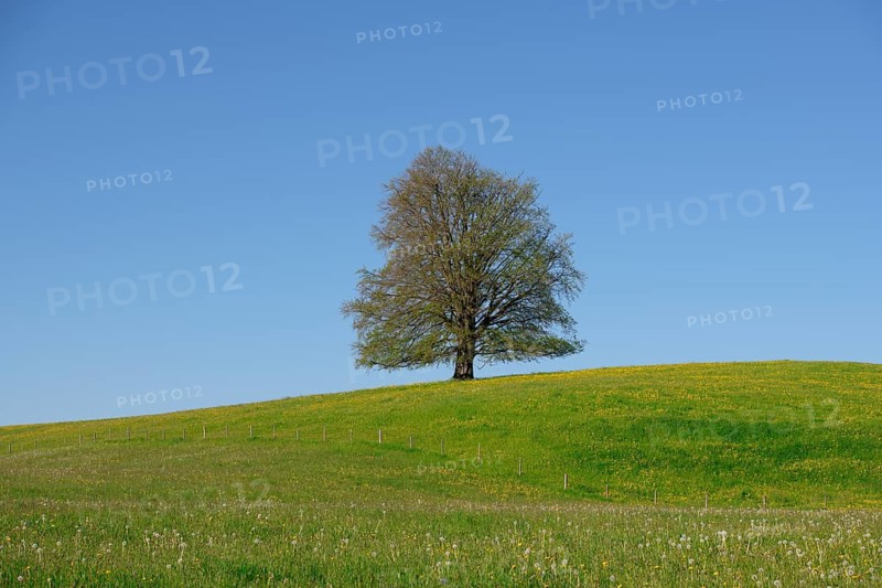 A single tree on a flowering hill under a clear blue sky. No sun in the picture, copper beech (Fagus sylvatica) near Füssen, Ostallgäu, Allgäu, Bavaria, Germany