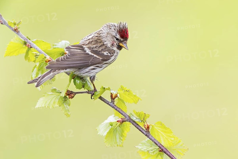 Redpoll, songbird, family of goldfinches, (Carduelis flammea), animals. Birds, Varanger Bird Park, Finnmark, Norway