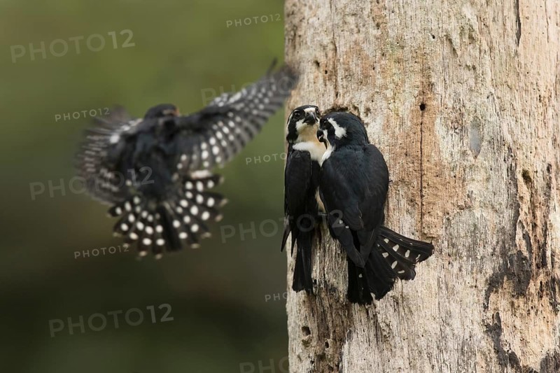 Black-thighed Falconet (Microhierax fringillarius) pair with young at nesting hole, Selangor, Malaysia
